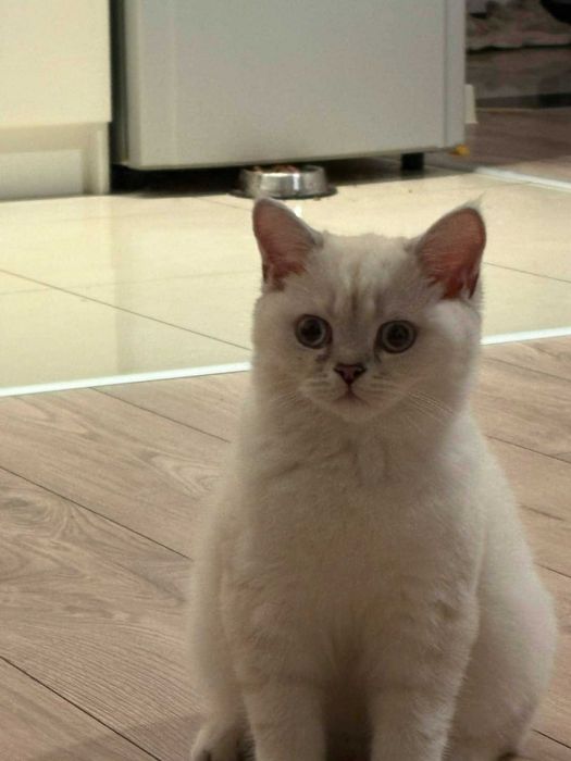 Kot brytyjski krótkowłosy