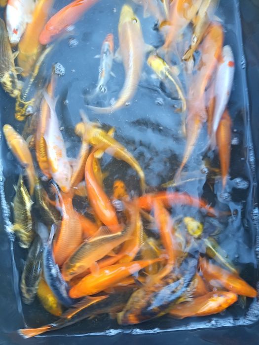 Karp koi 12-16cm