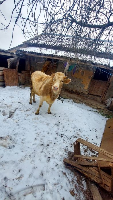 Продам Гарну Телицю