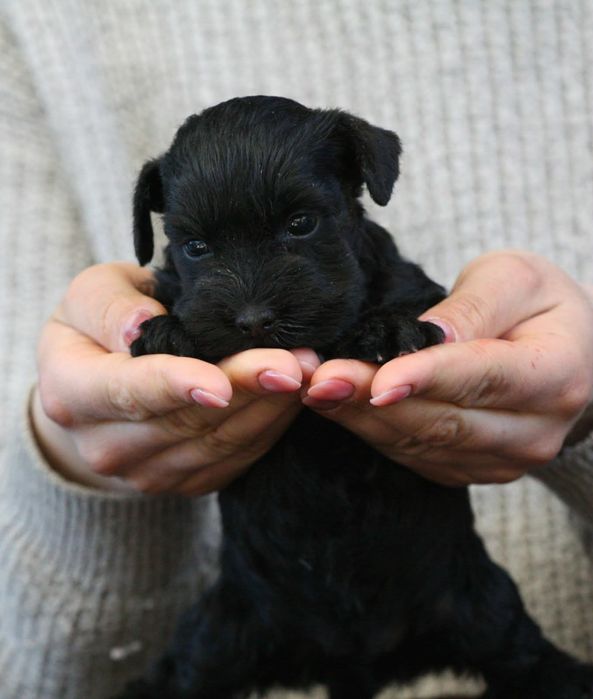 Цвергшнауцер чорна дівчинка