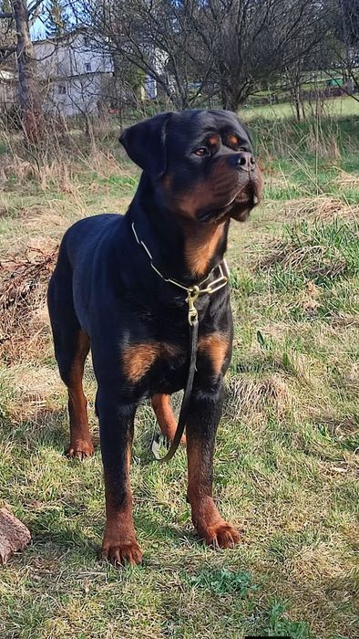 Rottweiler szczenię