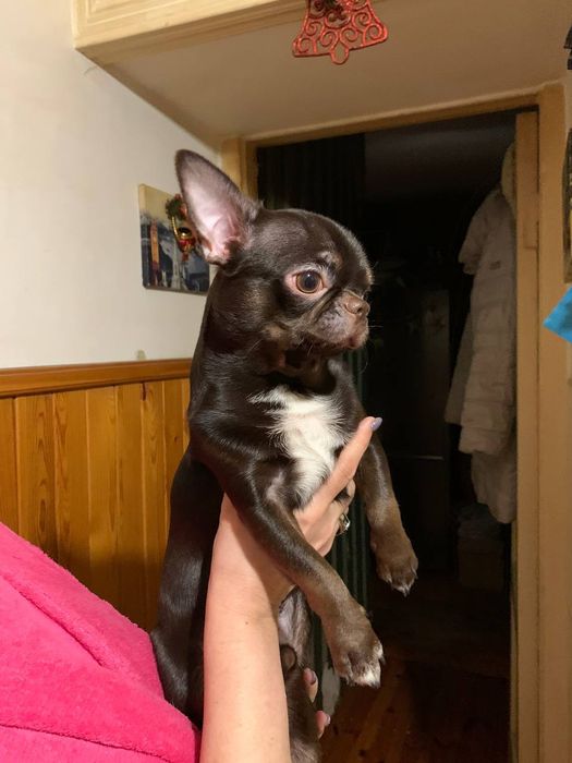 Чихуахуа вязка кобель