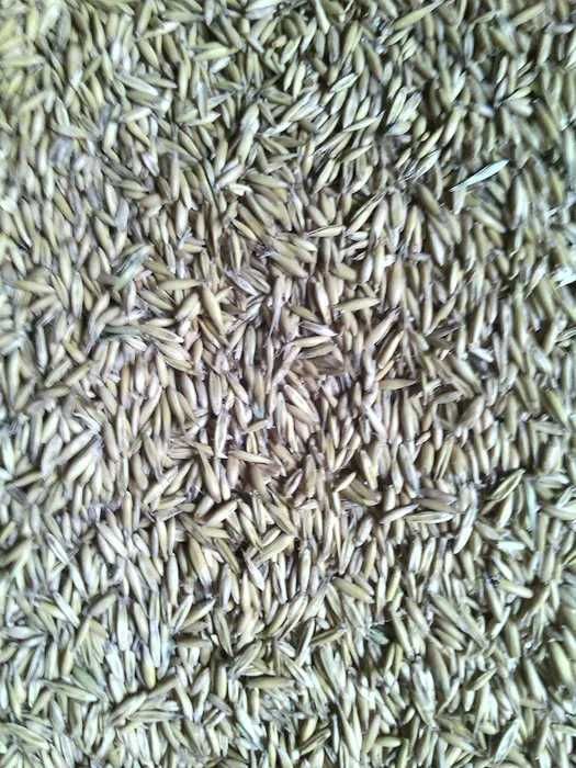 Owies żółty jęczmien oz.,pszenica