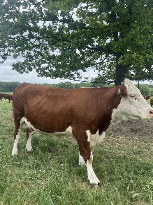 Krowa rasy Hereford wysokocielna
