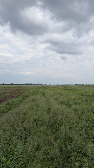 БЕЗ комісії Ділянка 25 соток під забудову С. Дівички, Бориспільський район - View 6