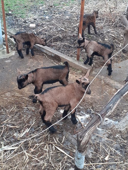 Продам козлят (альпо-чехи)