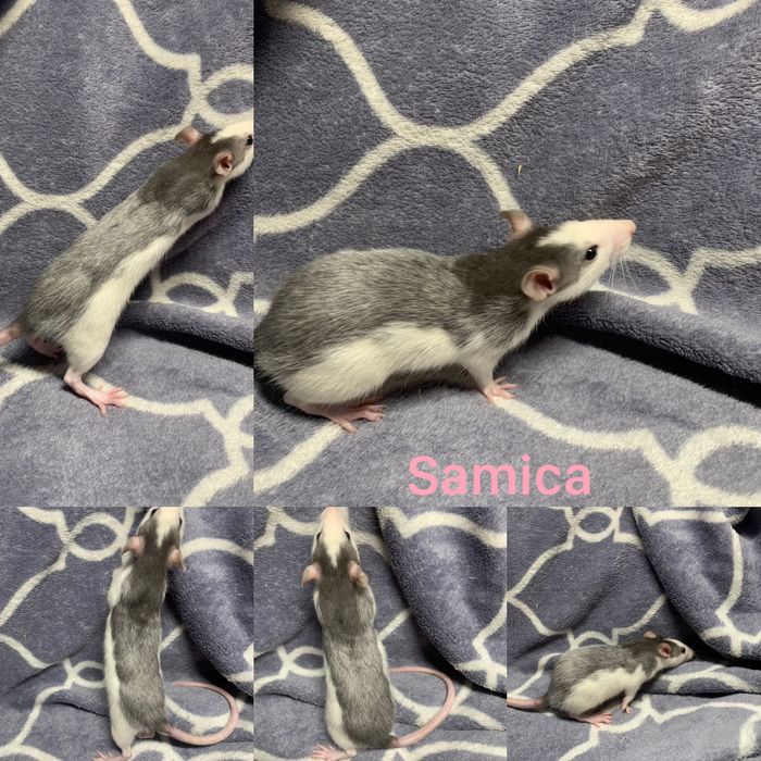 Szczury dumbo - samice