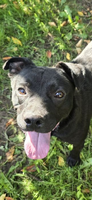 Dwa pieski jak bracia do adopcji po śmierci właściciela