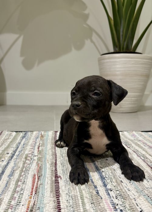 Amstaff Suczka Czarna