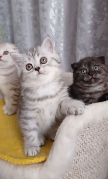 Шотландська страйт фолд котики