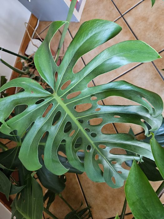 5 vasos de Costela de Adão (Monstera Deliciosa) à tua espera