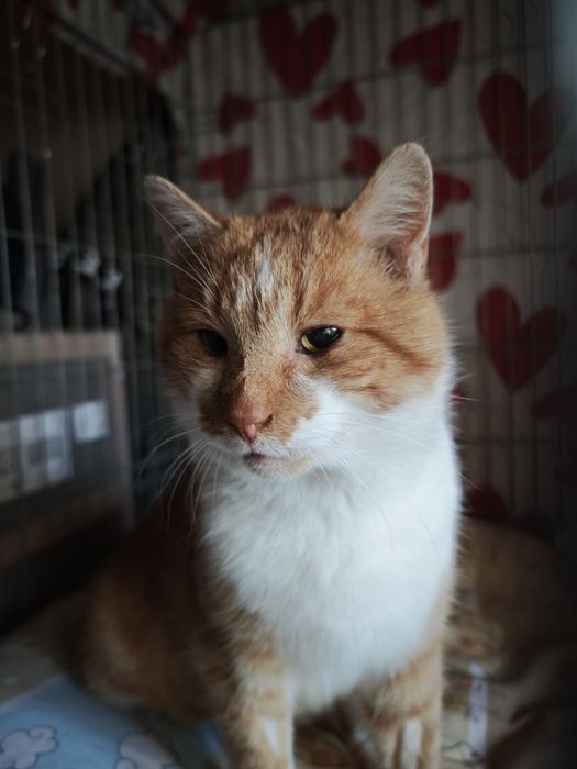 Kotek Mikuś szuka domu