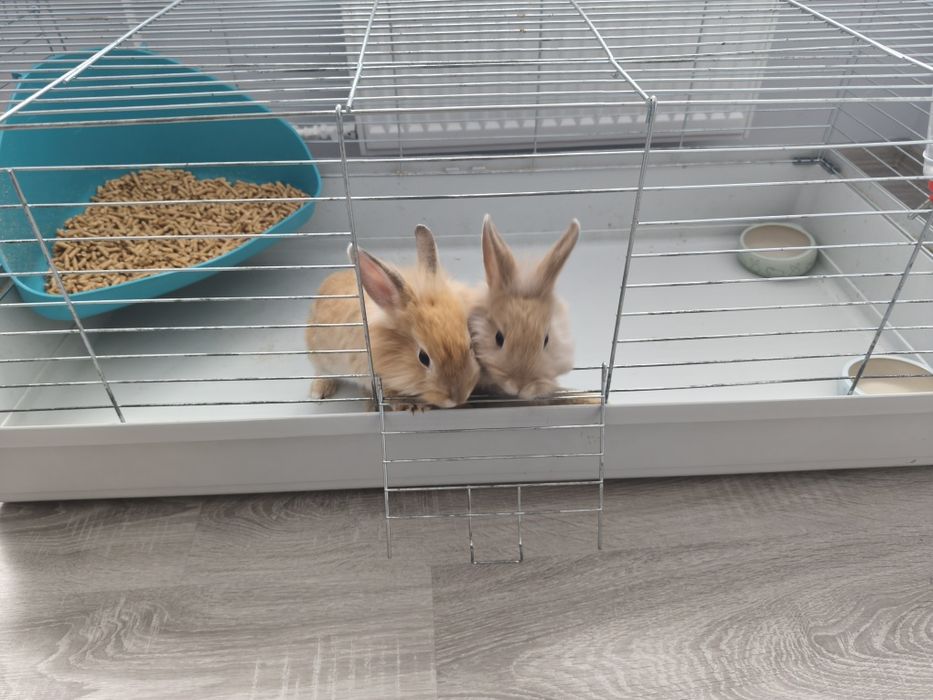 Sprzedam Dwa króliki