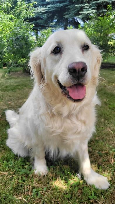 Domowy hotel dla psów  - Polana Asami