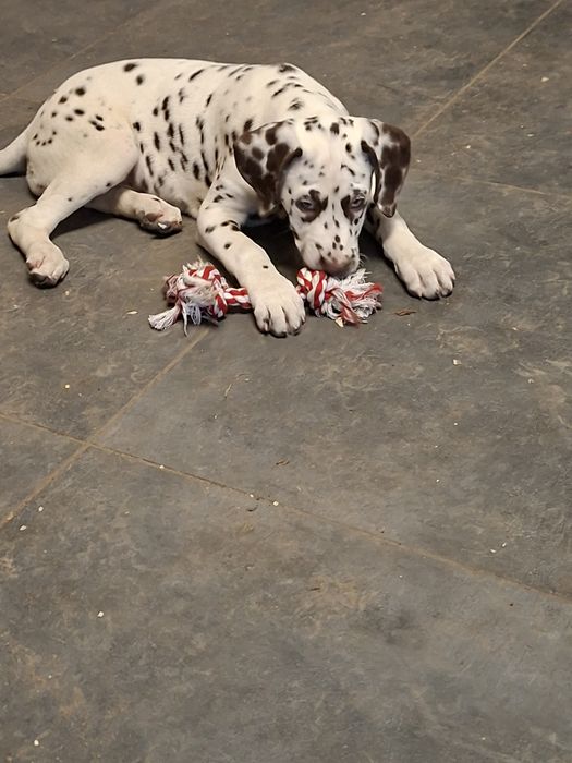 Dalmatyńczyk   brązowo biała suczka