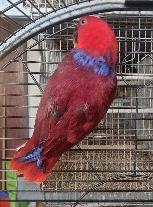 Femea ecletus roratus