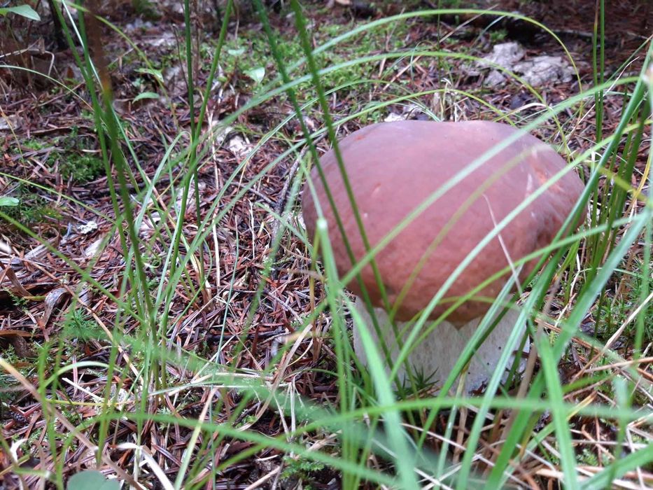 Білі сушені гриби 2025