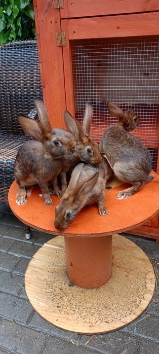 Króliki zajęczaki machoniowe