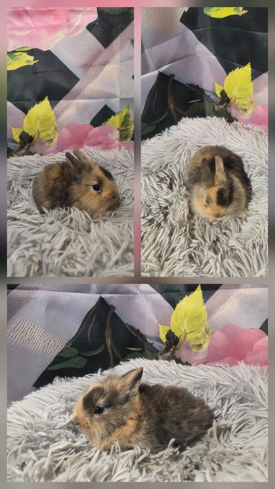 Karzełki Teddy Mini