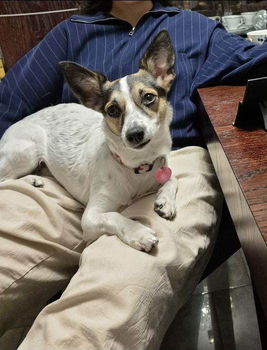 Młodziutka Psotka do adopcji.