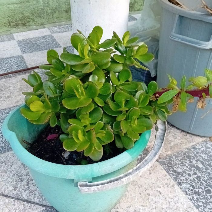 Árvore de jade ou Árvore da Fortuna