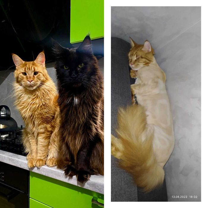 Стрижка Котов у Вас на дому 550 грн Груминг Вычес котов