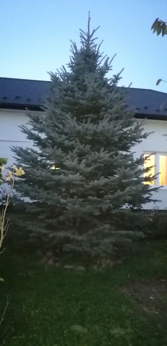 Продам ялинку висотою 7 м