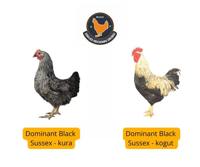 Kury, Kurczęta odchowane