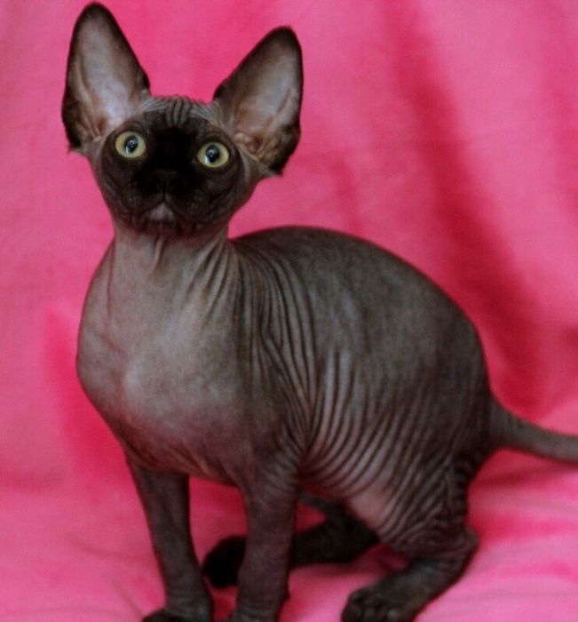 В наличие есть котята девочки и мальчики