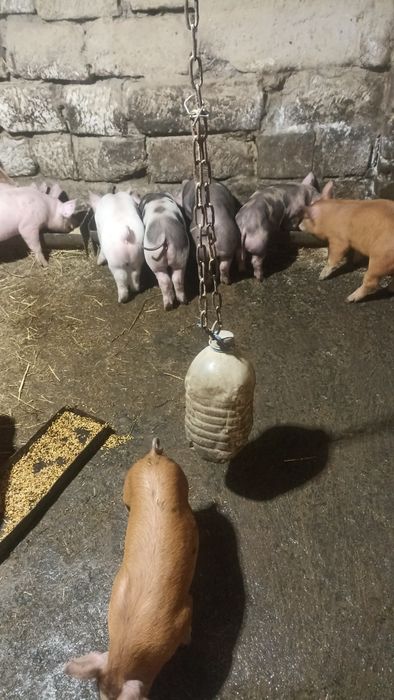 Продам малих поросят