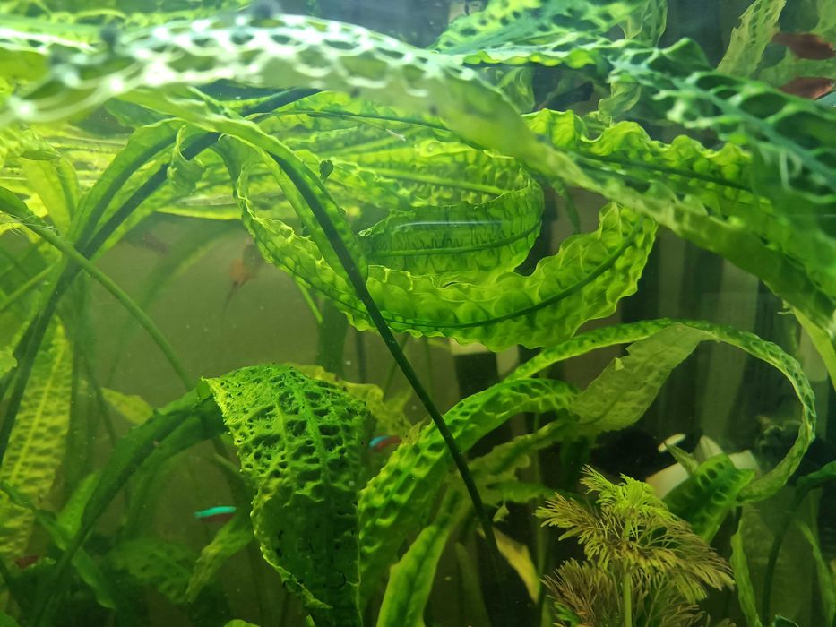 Kryptokoryna karbowana