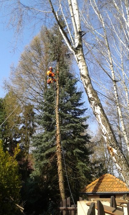 Cięcie przycinanie wycinka drzew Pabianice Ksawerów Konstantynów Łódź