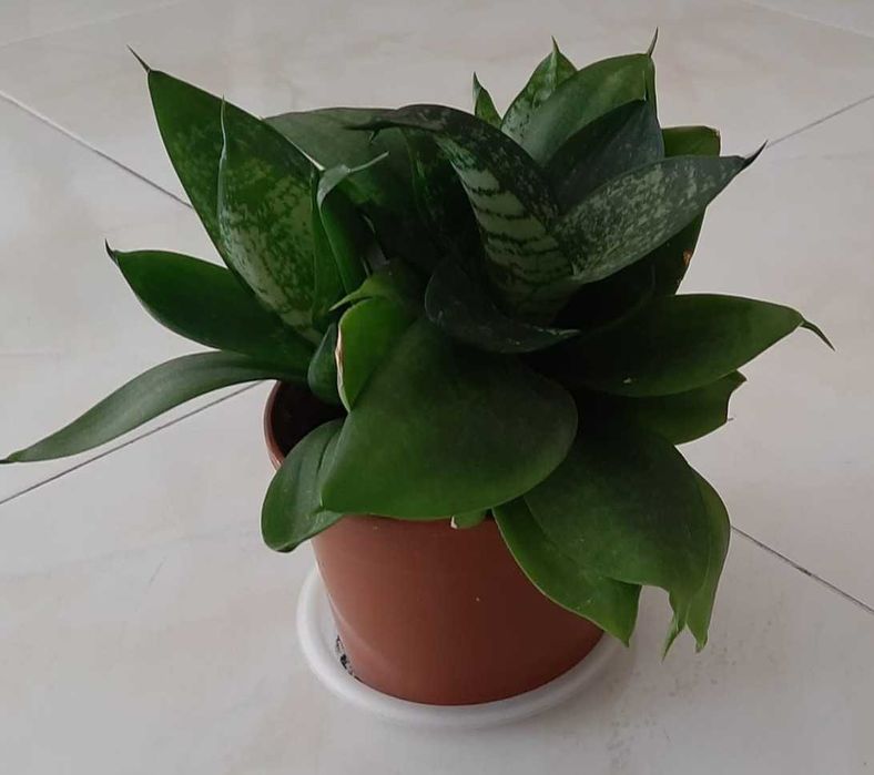 Planta Espada de São Jorge