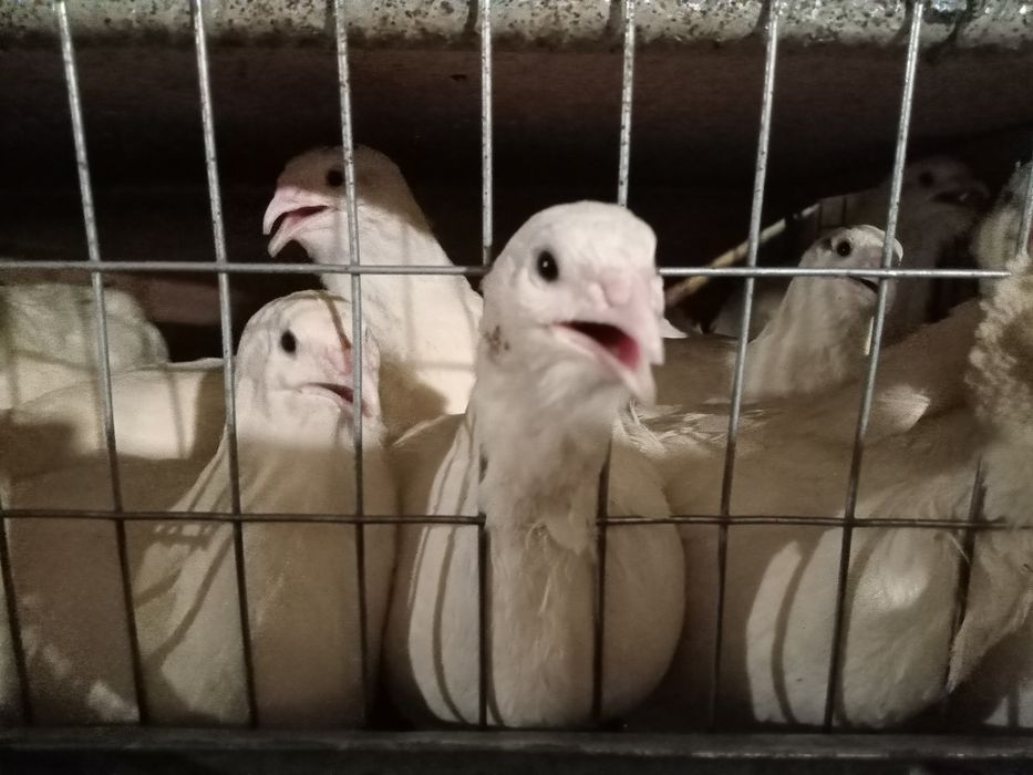 Перепілки - несучки 2 міс  Порода Техаський, Фенікс золотистий