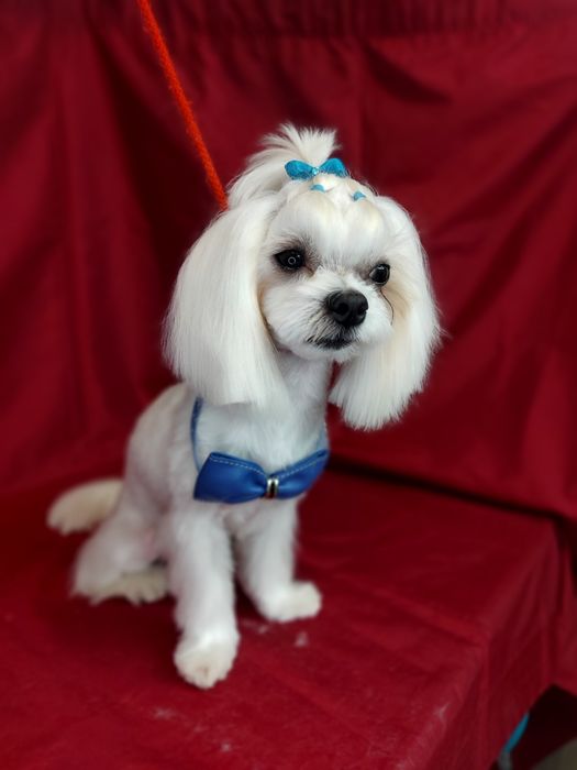 Груминг Стрижка собак Минский массив, Оболонь,Виноградарь - Грумінг ...