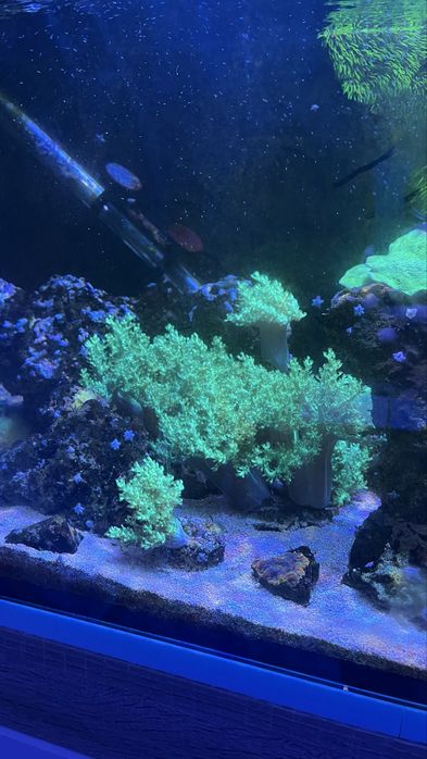 Corais green toxic kennya tree