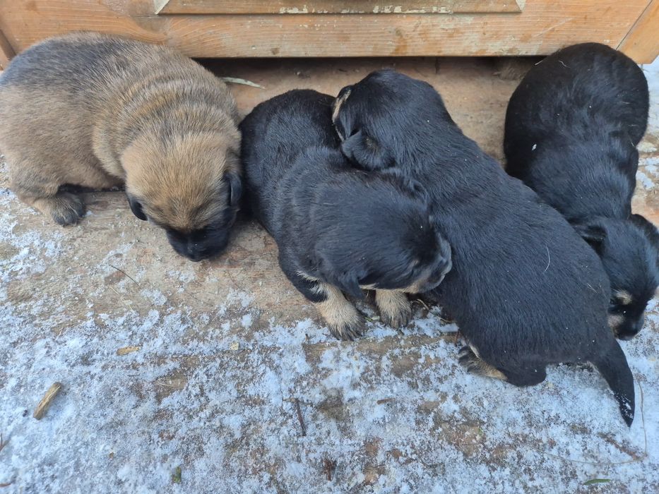 Oddam Pieski w dobre rece