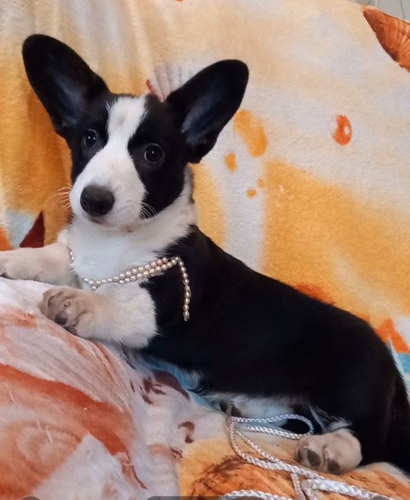 Дівчінка   корги , тендітна  красуня !