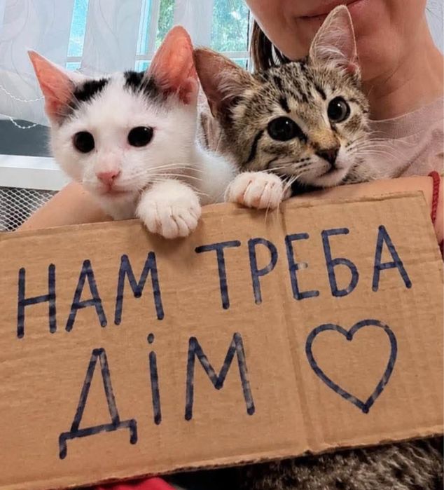 Фая шукає дім. Фаю знайшли а узбіччі дороги в Броварах.