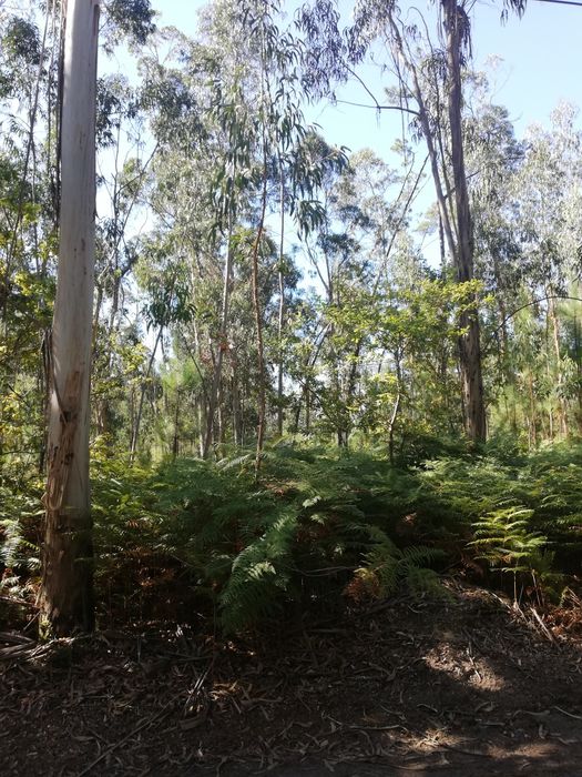 Bouça - Terreno Florestal em Friastelas