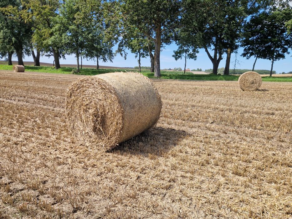 Słoma bele  130 TRANSPORT GRATIS