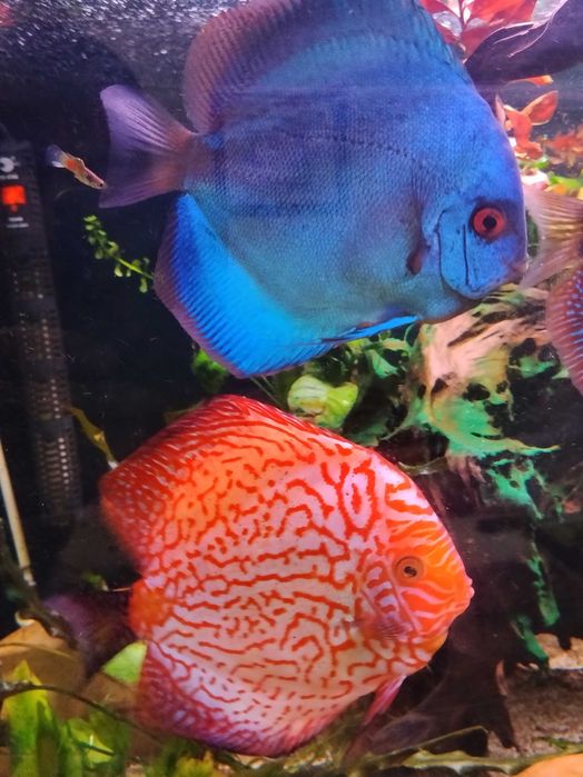 Discus nacionais
