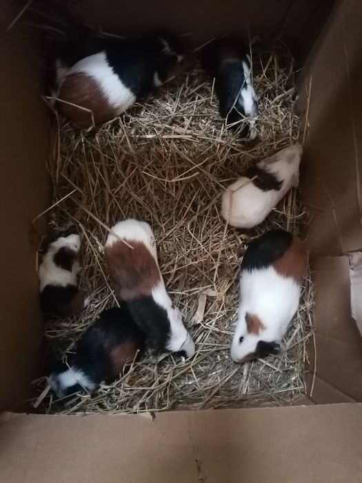 Świnki morskie młode