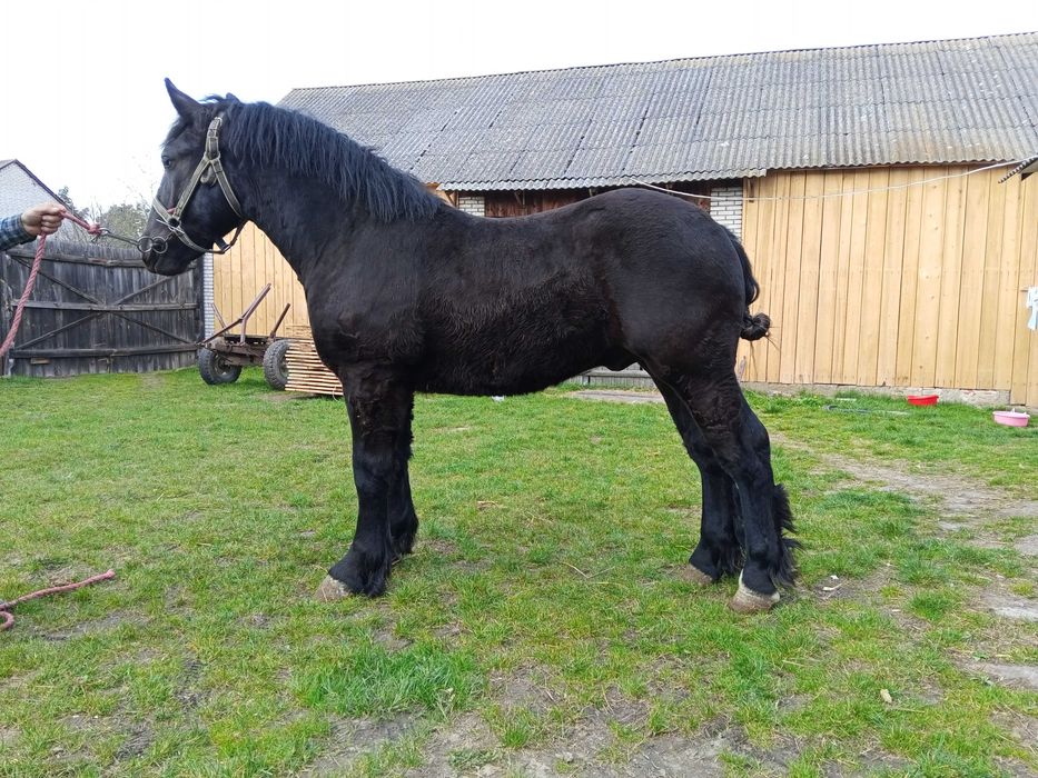 Sprzedam konia 11 miesięcznego