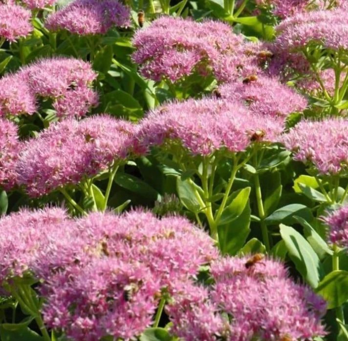 Очиток видний 'Бриліант' (Sedum Brilliant), С2