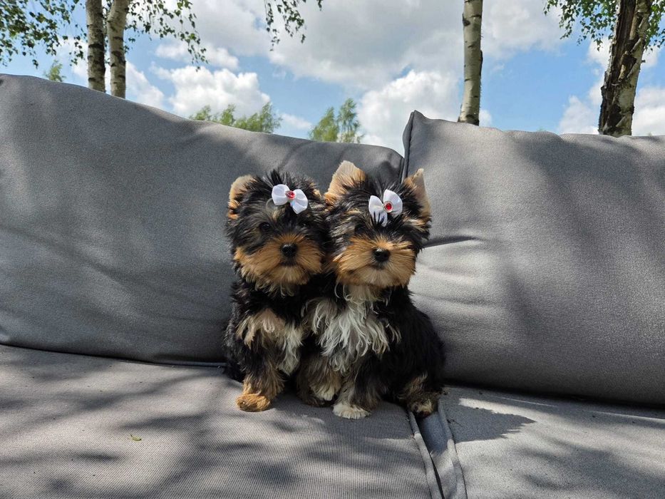 York yorki Yorkshire Terrier