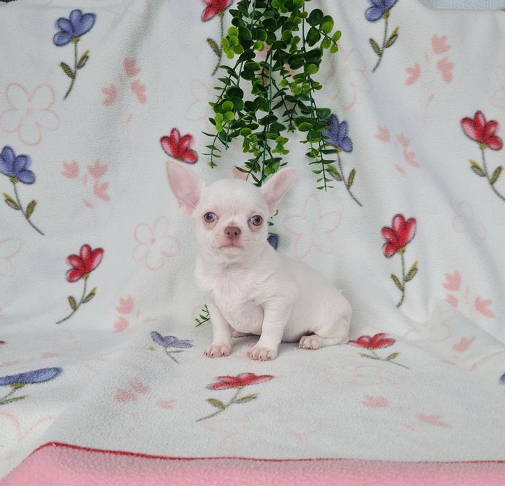 Excelente mini menino Chihuahua/Chiuaua de Qualidade, Linhagem Russa