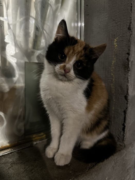 Віддам кошенят вік 3 міс