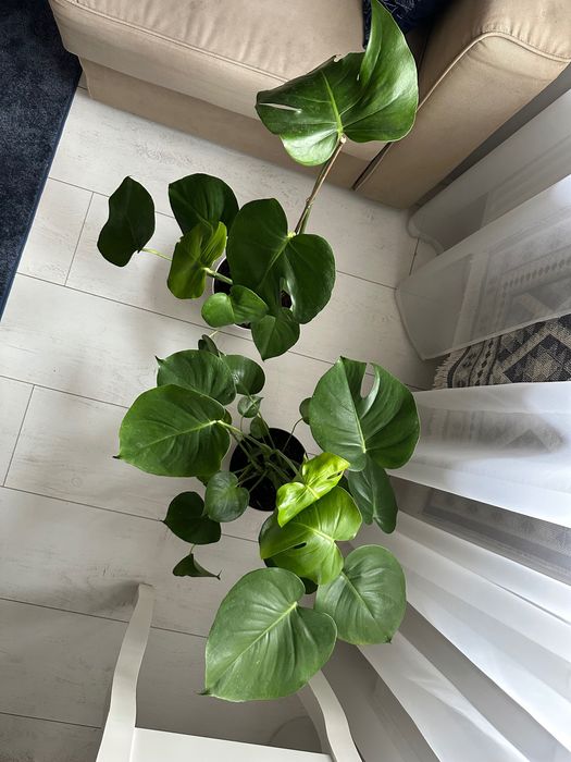 Dwie monstery ok 70cm