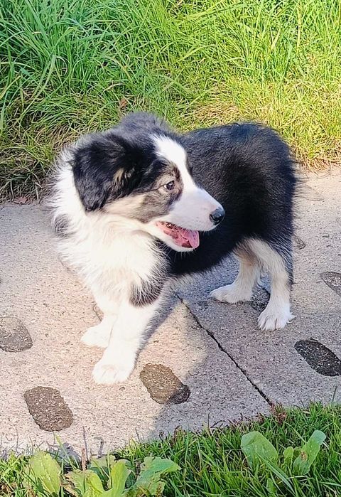 Border collie samiec z rodowodem